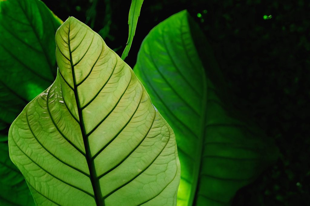 Comment bien rempoter une plante : voici nos conseils