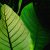 Comment bien rempoter une plante : voici nos conseils